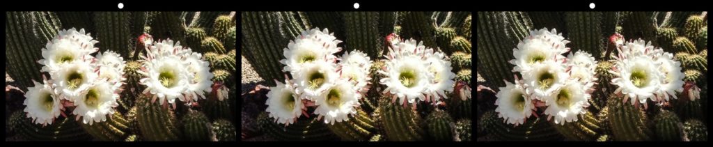 White Blooms by Elizabeth Mitofsky, Sun City West, AZ USA